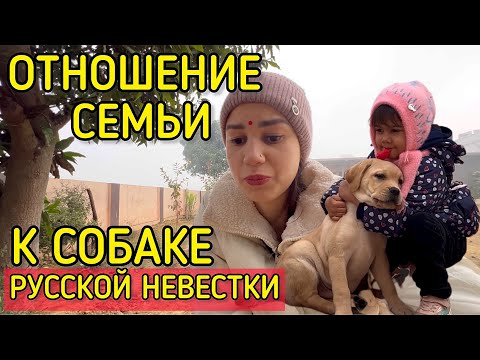 Видео: Страдания собаки в индийской семье. Почему так относятся к лабрадору? Свекр помогает бедным