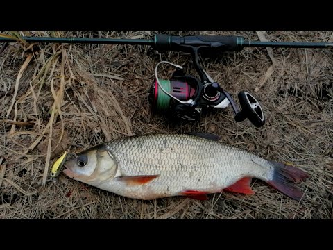 Видео: ЛОВЛЯ ЯЗЯ НА СПИННИНГ В АПРЕЛЕ !!!! ZipBaits Rigge 35   #Язь #ЯЗЬ Наспиннинг  #ZipBaits Rigge 35