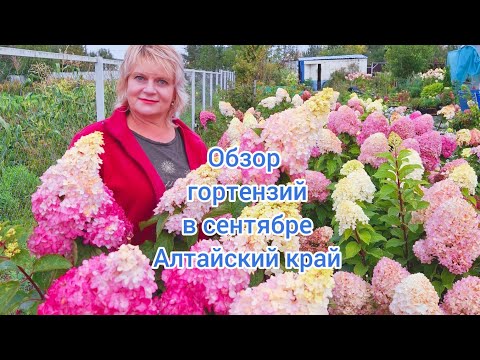 Видео: Обзор цветущих гортензий на Алтае в сентябре. 15.09.25