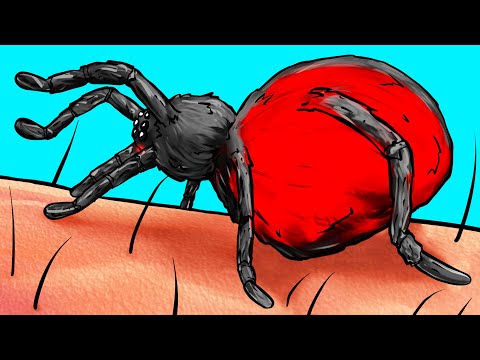Видео: Что будет, если вас укусит паук
