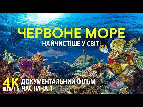 Видео: Червоне море - найтепліше та найчистіше на планеті | Документальний фільм про підводні глибини - #1