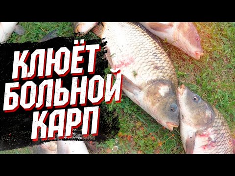 Видео: КлюЁт больной карп на платнике, Бронницкое охотничье хозяйство!