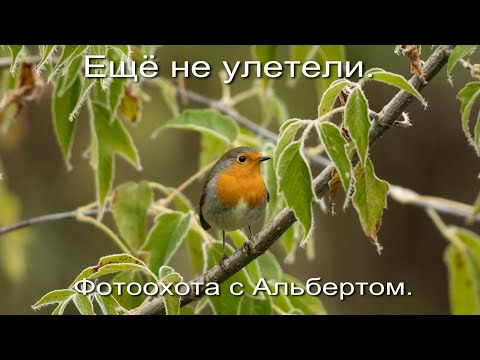 Видео: Фотоохота с Альбертом. Ещё не улетели.