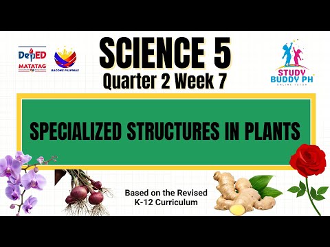 Видео: Естествознание 5 четверть 2 неделя 7: Специализированные структуры растений