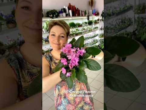 Видео: Фанфан Тюльпан стандартная фиалка. Лонг листы, цветок колокольчик. #plants #кімнатніквіти