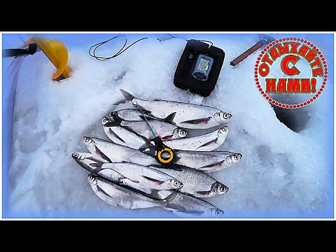 Видео: Эта чехонь не дает покоя  Поехал вновь  Рыбалка в палатке