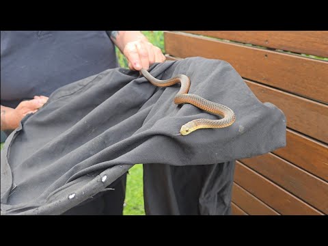 Видео: Неожиданный визит змеи в мой съедобный сад