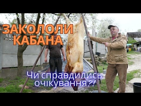 Видео: Закололи кабана! Чи справдились очікування?!