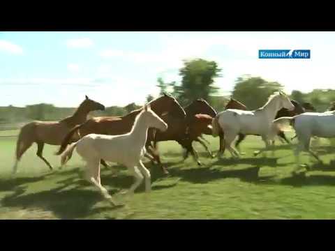 Видео: Shael Stud (Part 2) Akhal-Teke breed, Ахалтекинская порода