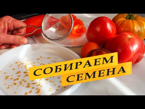 Видео: Собираем семена томатов правильно.