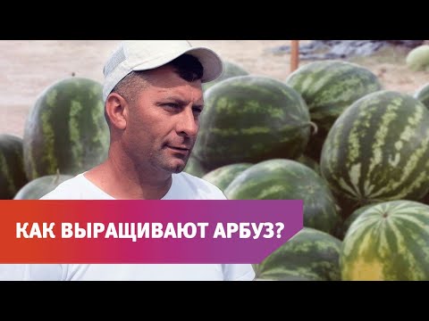Видео: Что там с Арбузами в Оренбуржье?
