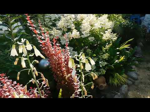 Видео: Похвастушки! Новые гортензии и не только.