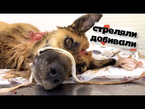 Видео: Стреляли и добивали. Вторая жизнь бездомной собаки. Все будет хорошо.