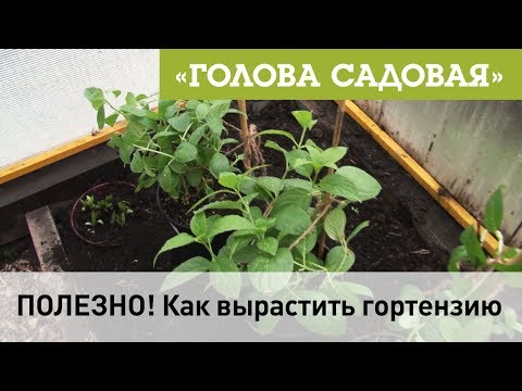 Видео: Голова садовая - ПОЛЕЗНО! Как вырастить гортензию