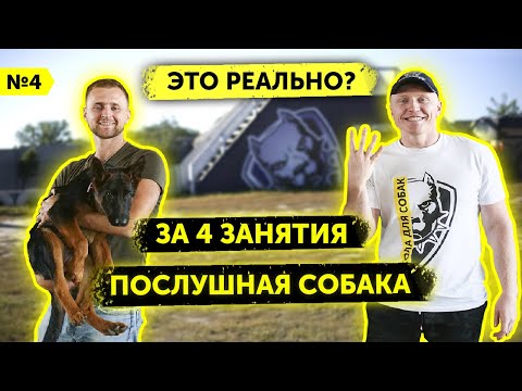 Видео: Занятие №4 | Как научить Немецкую овчарку командам за 4 занятия | От 0 до послушной собаки | DRED