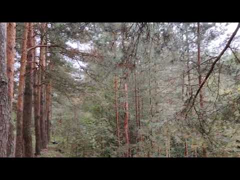 Видео: Быть честным работягой или уйти из работы по найму в организации?