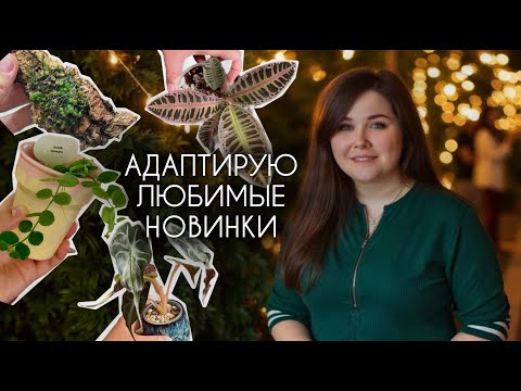 Видео: Пересаживаю, адаптирую, оформляю ЛЮБИМЫЕ НОВИНКИ