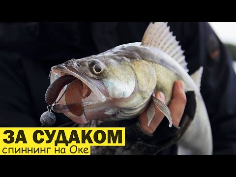 Видео: ЛОВЛЯ СУДАКА. РЫБАЛКА НА ОКЕ. Ловля на спиннинг.