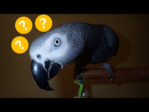 Видео: Говорун Жан выбирает Профессию ;)) - Ему важно Мнение Зрителей!!!