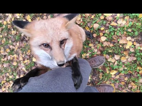 Видео: Ли Сяо / Alice the Fox Лиса Алиса (После долгой разлуки лиса полезла обниматься)