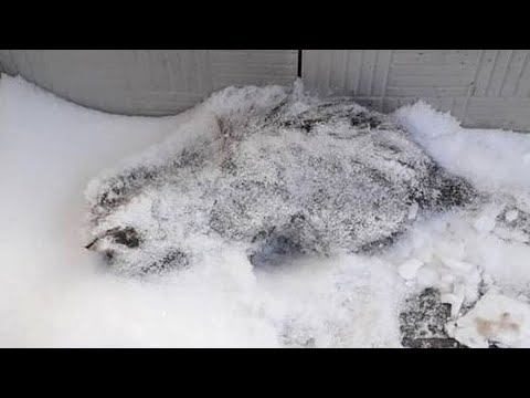Видео: Кот примёрз к дороге и его уже засыпало снегом,  когда к нему подошёл человек, то пришёл в ужас!