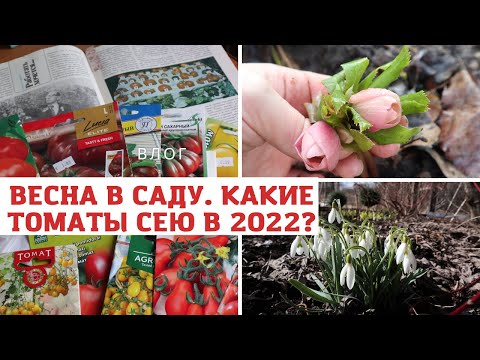 Видео: Весна пришла! Какие сорта томатов сею в этом году? Выбрала 50 штук