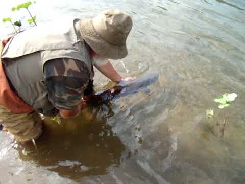 Видео: Таймешка