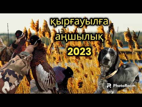 Видео: Қырғауылға аңшылық 2023. Охота на фазана 2023. #қырғауыл #охота #фазан #2023 #