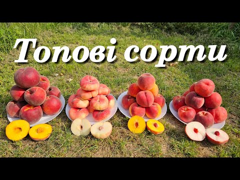 Видео: Персик. Смачні товарні сорти.