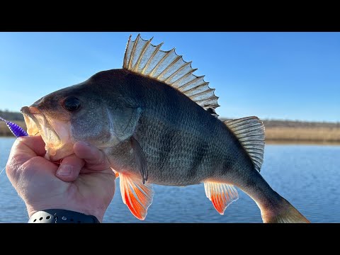 Видео: В поисках трофейного окуня!