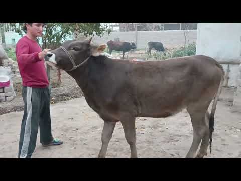 Видео: 2 Сар гночини☎911118401 Карпат барое молкадана31 октября 2025 г.