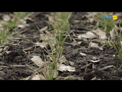 Видео: Аграрні підсумки воєнного року в ТАС АГРО Захід та перспективи цьогорічного сезону