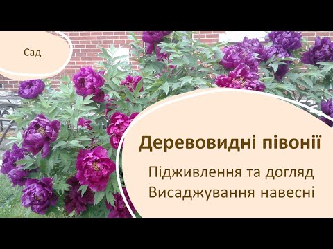 Видео: Як висаджувати та доглядати деревовидну півонію