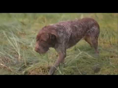 Видео: Михаил Пришвин.  Кладовая солнца