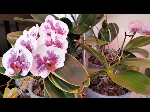 Видео: ОРХИДЕИ Я САЖАЮ ТАК! Результаты - КОСМОС! НЕ беру БОЛЬШИЕ горшки! Критику УВАЖАЮ но КОНСТРУКТИВНУЮ!