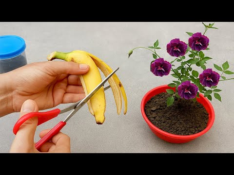 Видео: Заставьте любое растение цвести за 7 дней, не тратя ничего (Посмотрите на невероятный результат)