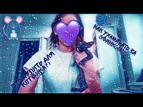 Видео: что нужно купить для котёнка?| как ухаживать за сфинксом?| котёнок канадского сфинкса🥰|