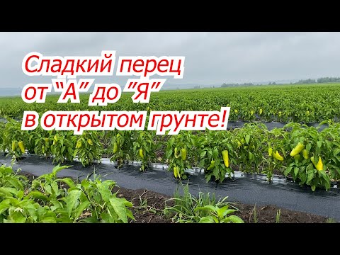 Видео: Выращивание сладкого перца на поле от А до Я! Сроки, схемы,  поливы, подкормки,и т.д.