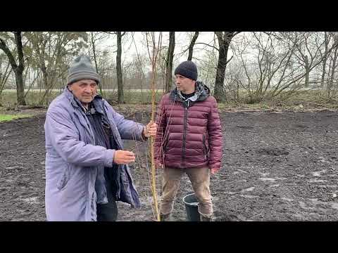 Видео: Как обрезать персик после посадки в сад: подробный мастер-класс