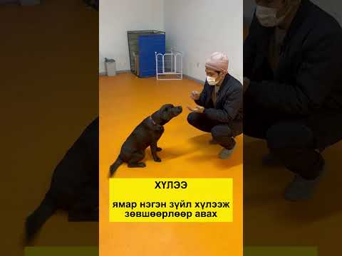 Видео: Анх удаа нохойтой болоод энгийн коммандуудыг заах арга