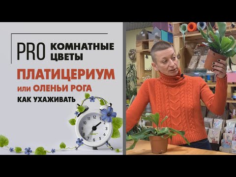 Видео: Папоротник Оленьи рога, он же Плоскорог |  по научному Платицериум | Уход и пересадка