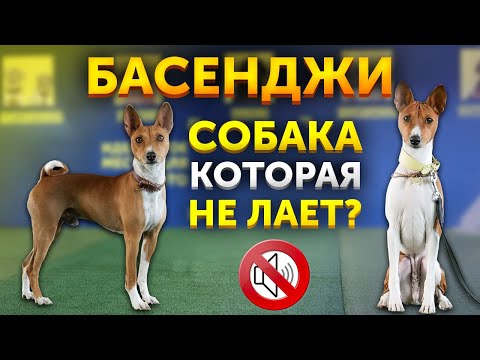 Видео: Обзор породы Басенджи или Африканская нелающая собака | Особенности породы | Самая древняя собака?