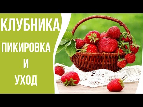 Видео: ВТОРОЙ ШАГ УСПЕХА К ВЫСОКОЙ И СТАБИЛЬНОЙ УРОЖАЙНОСТИ КЛУБНИКИ//ПИКИРОВКА КЛУБНИКИ