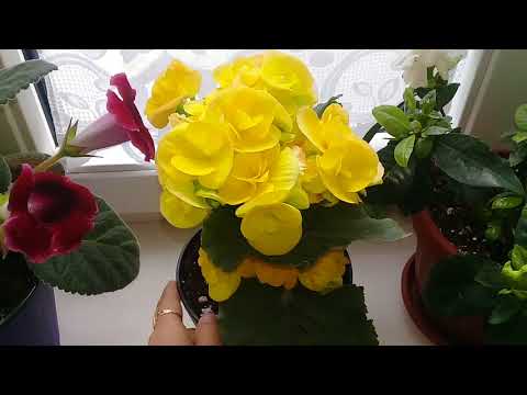 Видео: Цветущий подоконник😉