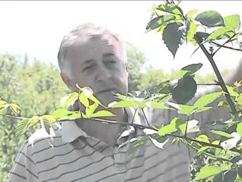 Видео: Ежевика, уход, выращивание.