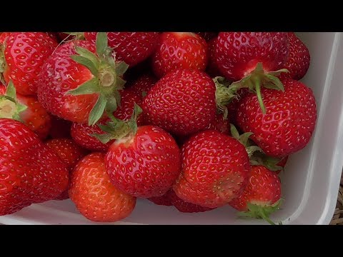 Видео: Клубничный рай ! Все из Клубники!