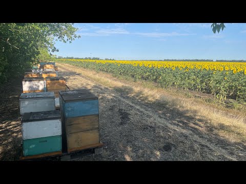 Видео: Взяток якого чекав два роки!