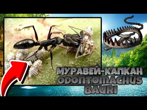 Видео: ODONTOMACHUS BAURI - самые быстрые мандибулы-капканы!