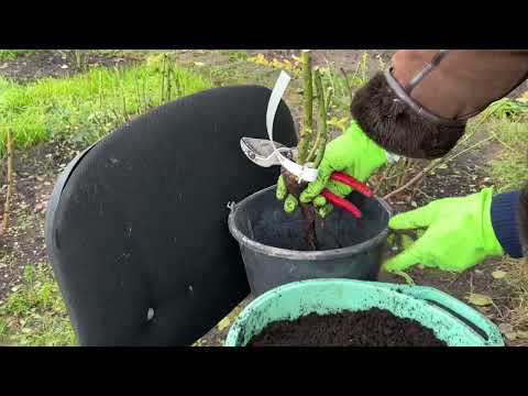 Видео: Как сохранить розы до весны, купленные в середине октября