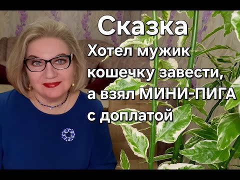 Видео: Сказка. Хотел мужик кошечку завести, а взял МИНИ-ПИГА с доплатой